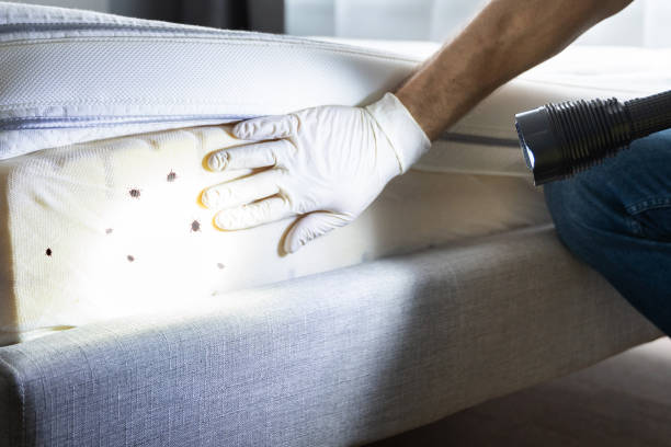 Best Affordable Pest Control Services  in El Reno, OK