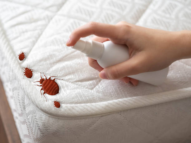 Best Local Pest Control Services  in El Reno, OK