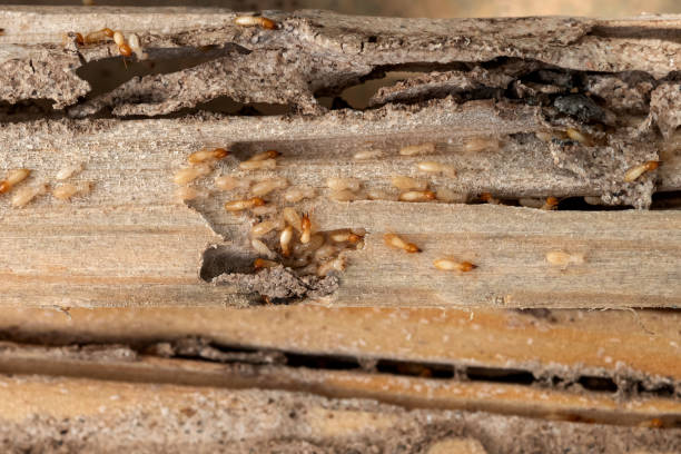 Best Pest Control Near Me in El Reno, OK