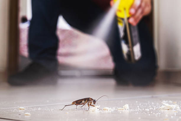 Best Rodent Control Near Me  in El Reno, OK